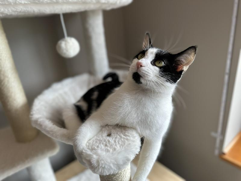Black and white cat perched on a white fuzzy cat tree, looking up at a hanging toy